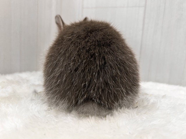 ネザーランドドワーフ