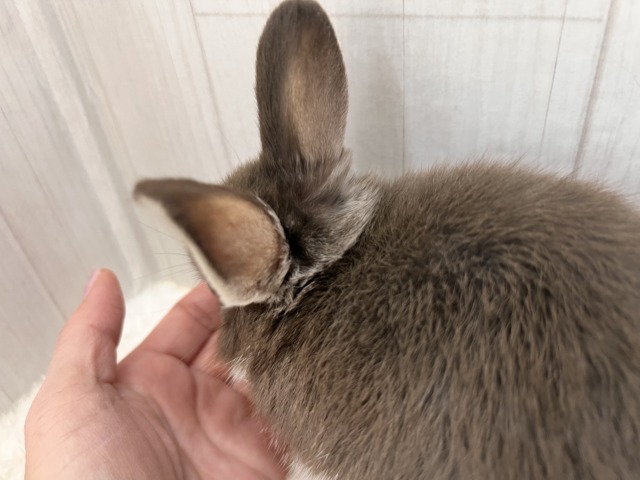 ネザーランドドワーフ