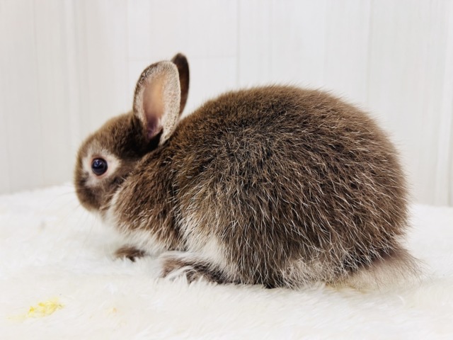 ネザーランドドワーフ