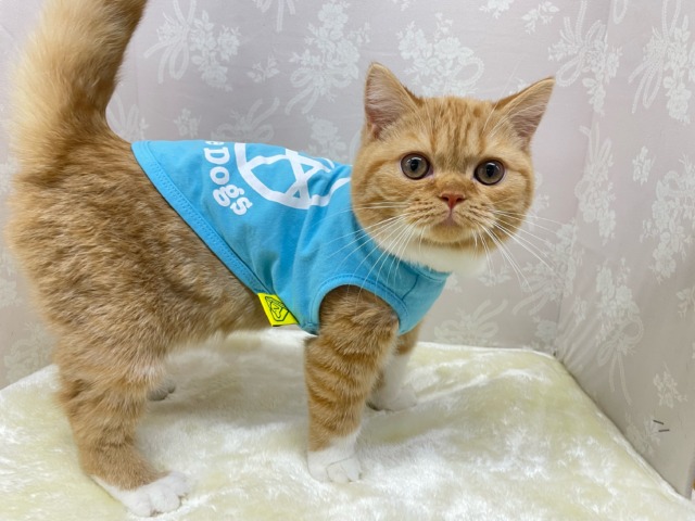 スコティッシュフォールド