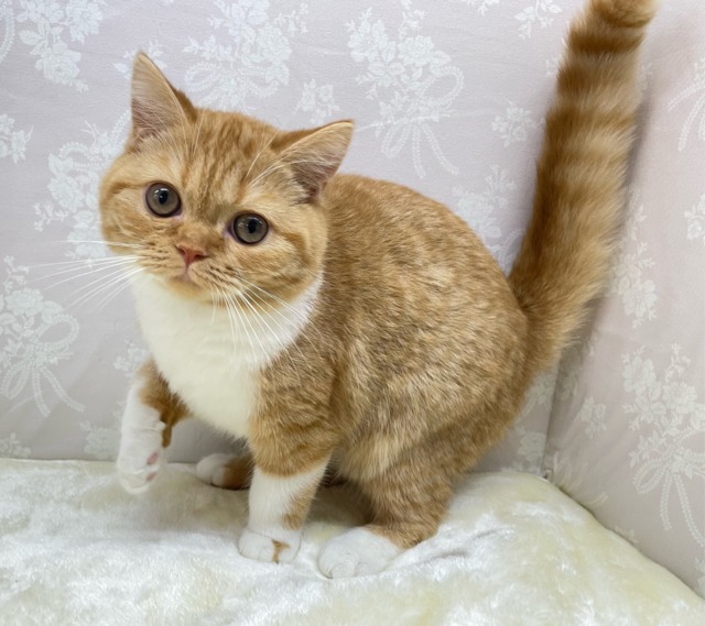 スコティッシュフォールド