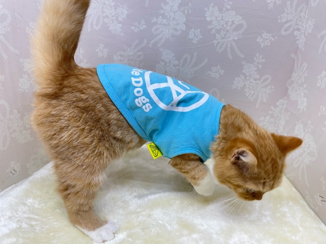 スコティッシュフォールド