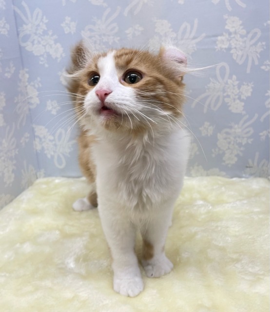 アメリカンカール