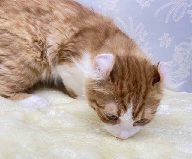 アメリカンカール