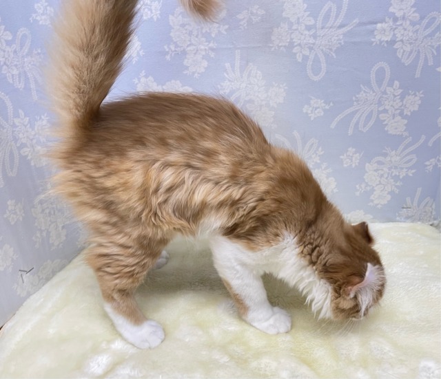 アメリカンカール