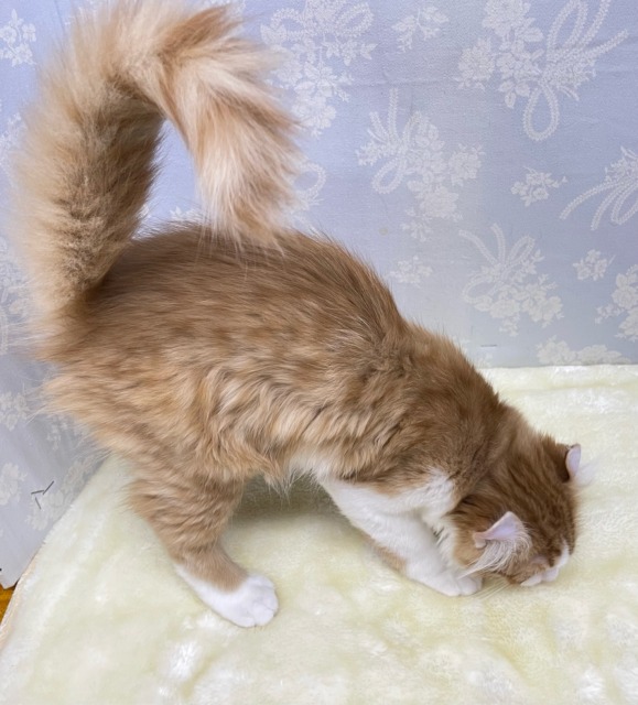 アメリカンカール