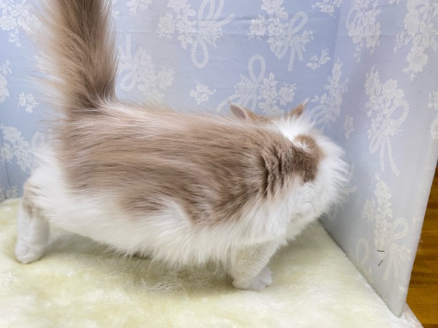 ノルウェージャンフォレストキャット