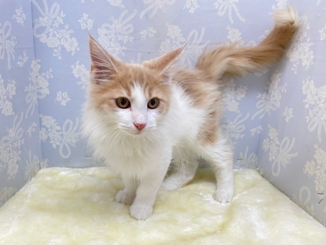 ノルウェージャンフォレストキャット