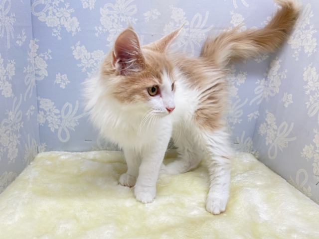 ノルウェージャンフォレストキャット