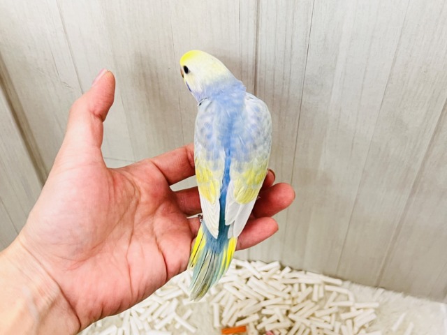 セキセイインコ