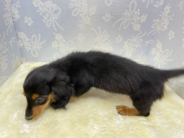 カニンヘンダックス