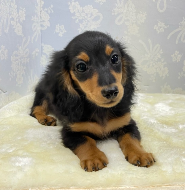 カニンヘンダックス