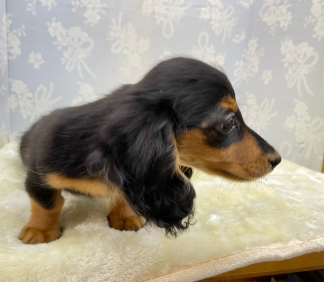 カニンヘンダックス