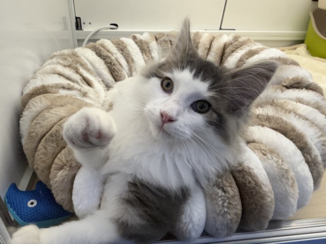 ノルウェージャンフォレストキャット