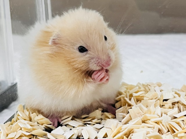 ゴールデンハムスター