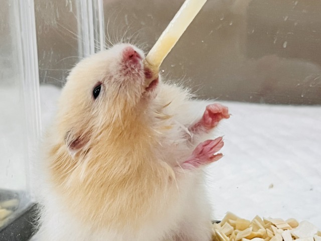 ゴールデンハムスター