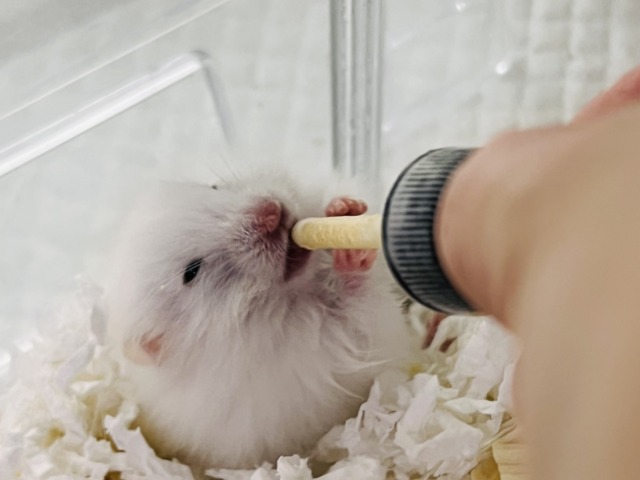 ゴールデンハムスター