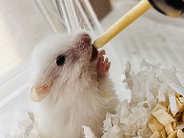 ゴールデンハムスター