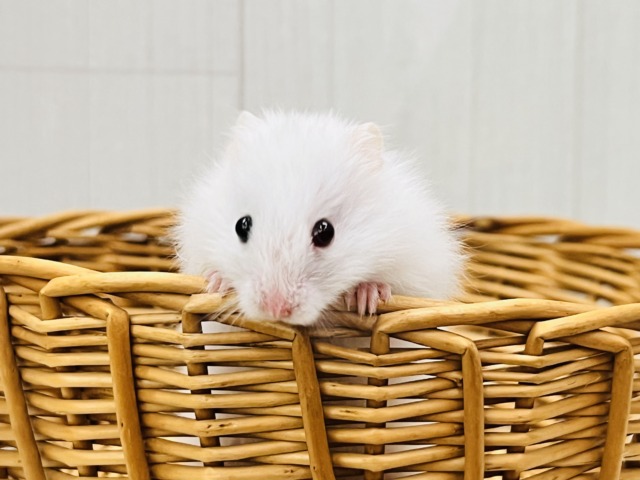 ゴールデンハムスター