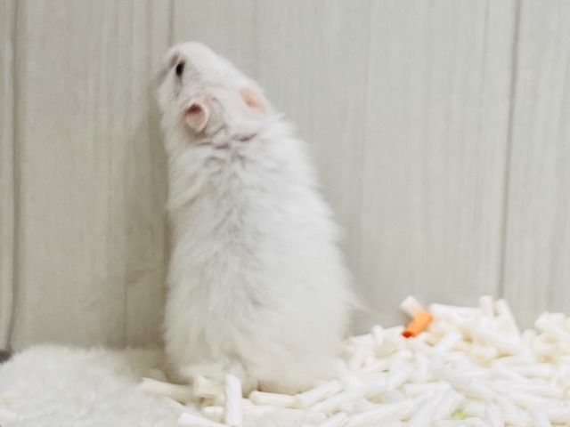 ゴールデンハムスター