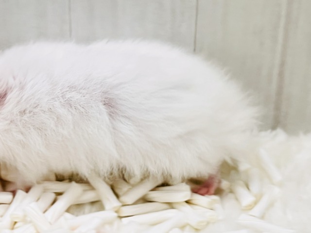 ゴールデンハムスター