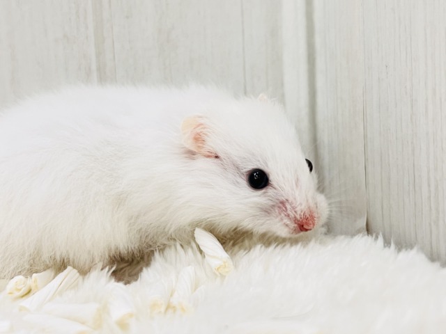 ゴールデンハムスター