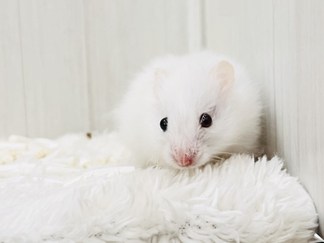 ゴールデンハムスター