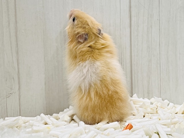 ゴールデンハムスター