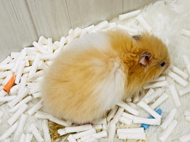 ゴールデンハムスター