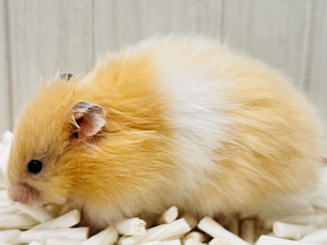 ゴールデンハムスター
