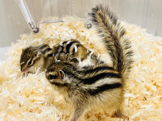 シマリス（ノーマル）