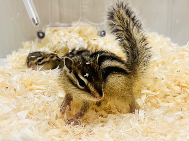 シマリス（ノーマル）