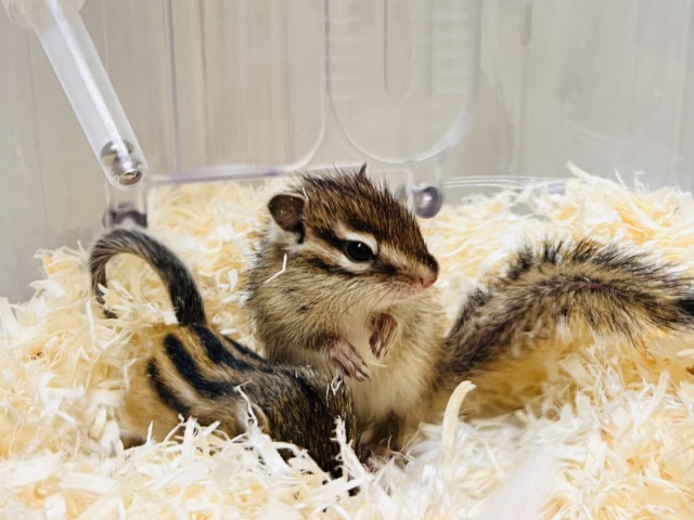 シマリス（ノーマル）