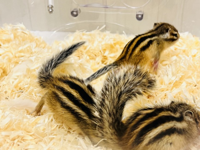 シマリス（ノーマル）