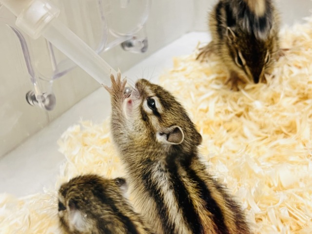 シマリス（ノーマル）