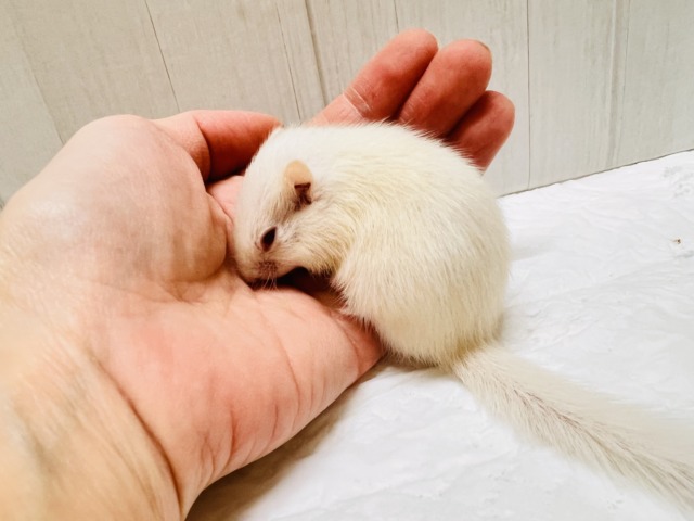 アルビノシマリス