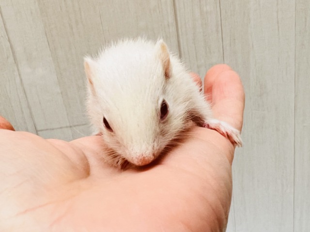 アルビノシマリス