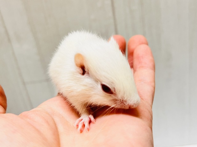 アルビノシマリス