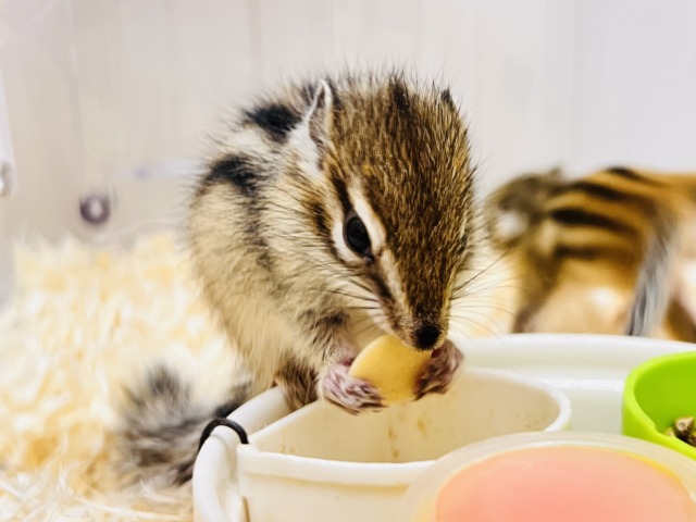 シマリス（ノーマル）