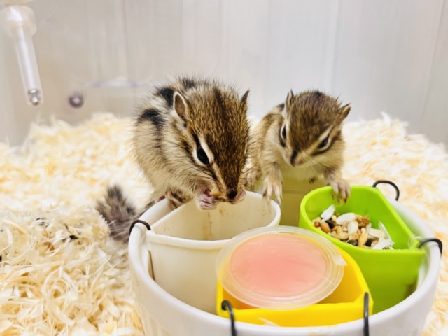 シマリス（ノーマル）