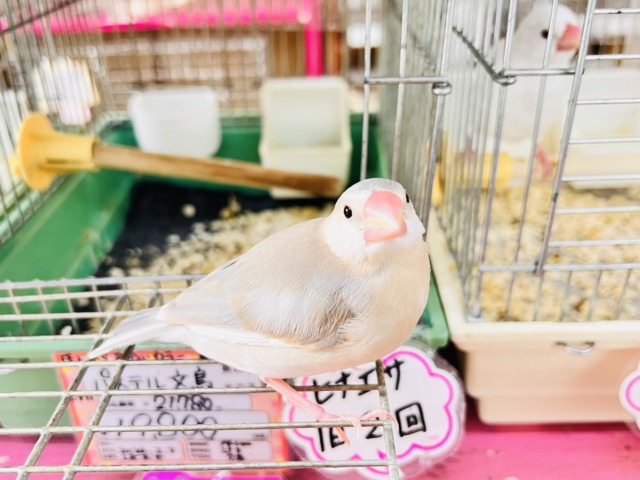 パステル文鳥
