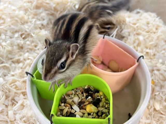 シマリス（ノーマル）