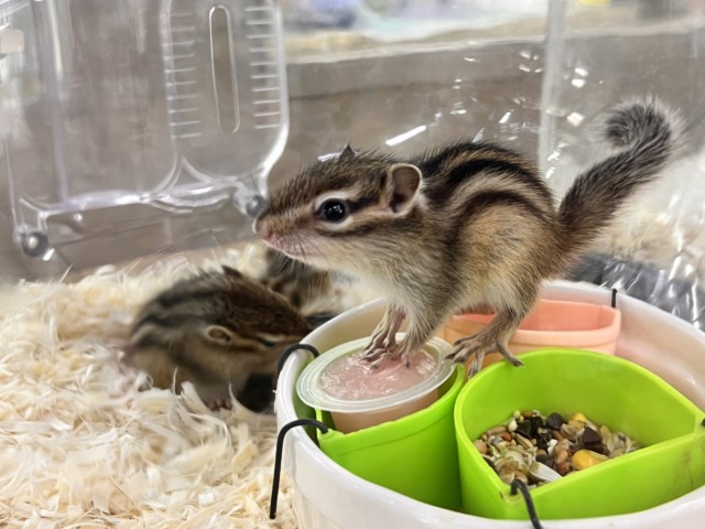 シマリス（ノーマル）