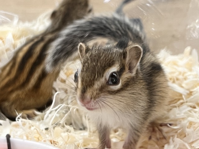 シマリス（ノーマル）