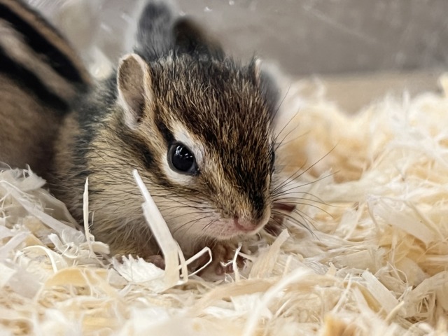 シマリス（ノーマル）