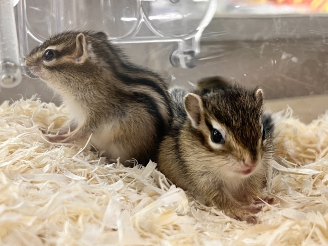 シマリス（ノーマル）