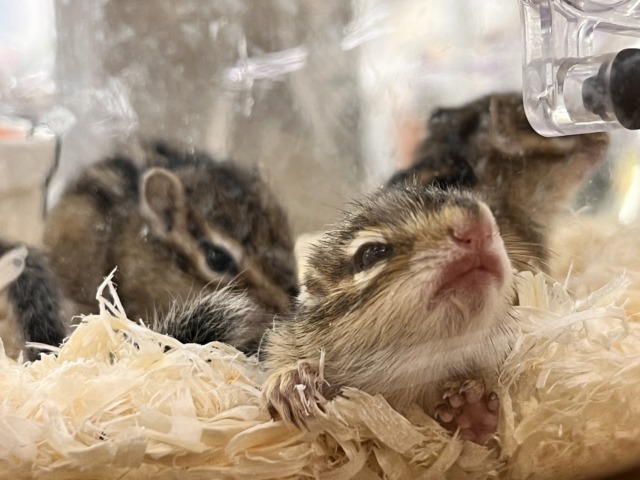 シマリス（ノーマル）