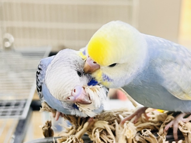 セキセイインコ