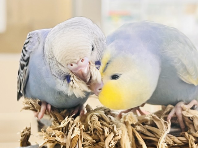 セキセイインコ