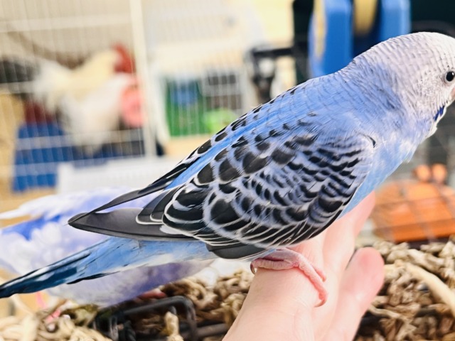 セキセイインコ